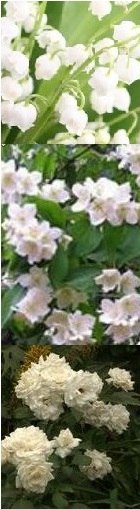 Какие бывают белые цветы в парфюмерии