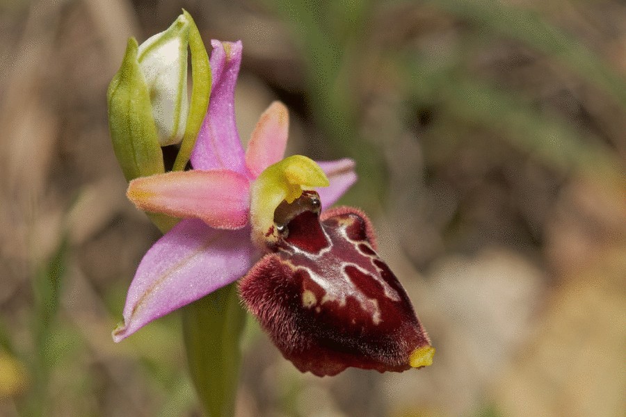 Гибридная орхидея из Южной Италии