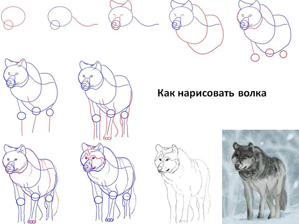 Как нарисовать волкау