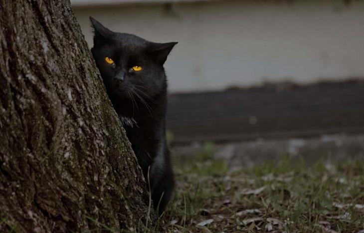 Правда ли, что коты и кошки видят призраков