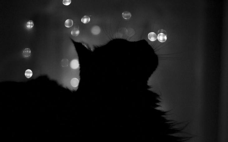 Правда ли, что коты и кошки видят призраков