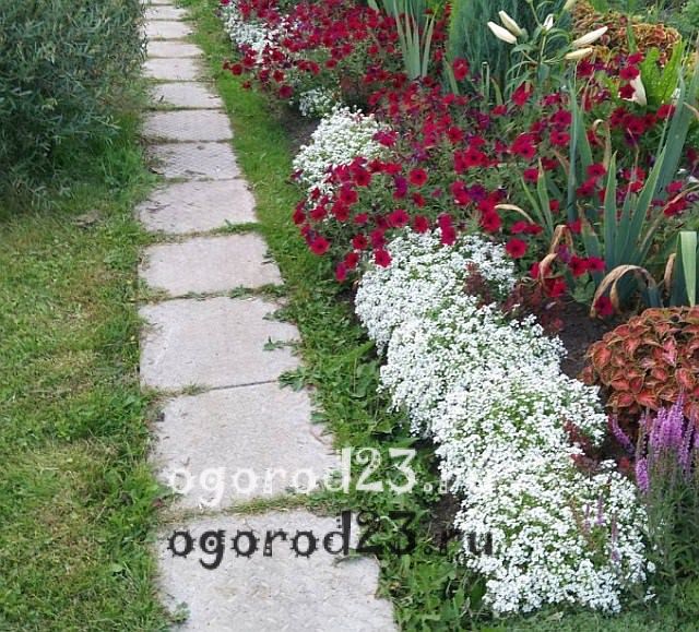 ароматные цветы для сада 22