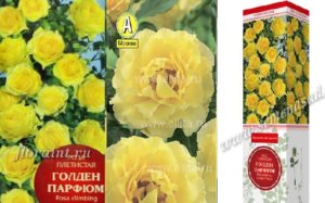 Внешне цветок Golden Parfum на коробках разных производителей отличается.