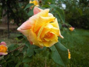 У разных розоводов цветок розы Golden Parfum имеет разные характеристики.