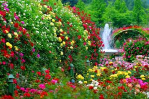 Создание красивого розового сада требует ответственного подхода к выбору сортов роз.
