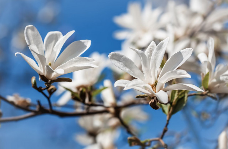  Jo Malone London представляет новый аромат Star Magnolia фото