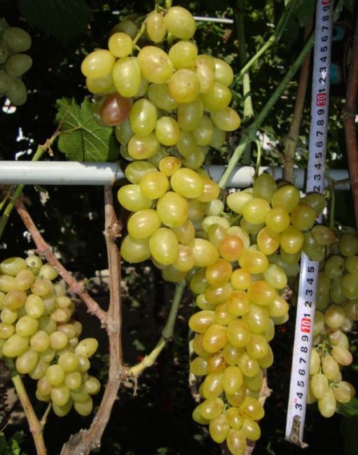 Грозди конической формы винограда Тасон с плодами желто-зеленого окраса и рулетка
