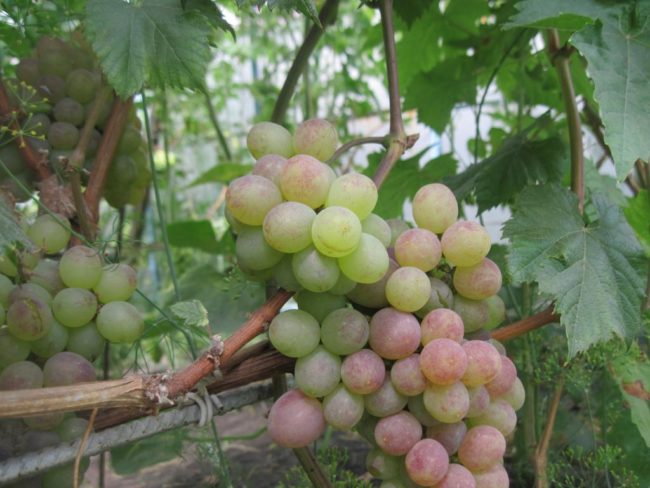 Стебли винограда на шпалере и ягоды различной стадии спелости