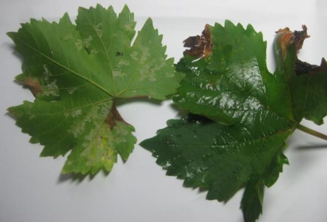 Два листа винограда с пятнами, характерными для ложной мучнистой росы