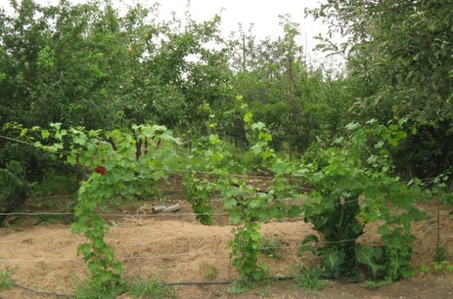 Молодой куст винограда на временной шпалере и плодовые деревья на заднем плане