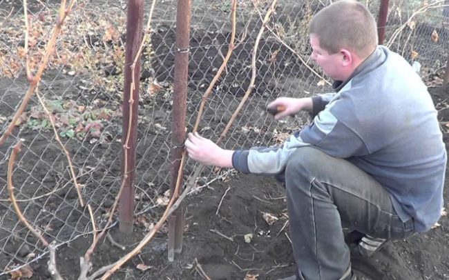 Осенняя обрезка виноградной лозы садоводом и забор из сетки рабицы