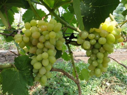 Две крупные грозди винограда сорта Тасон с ягодами в начале плодоношения