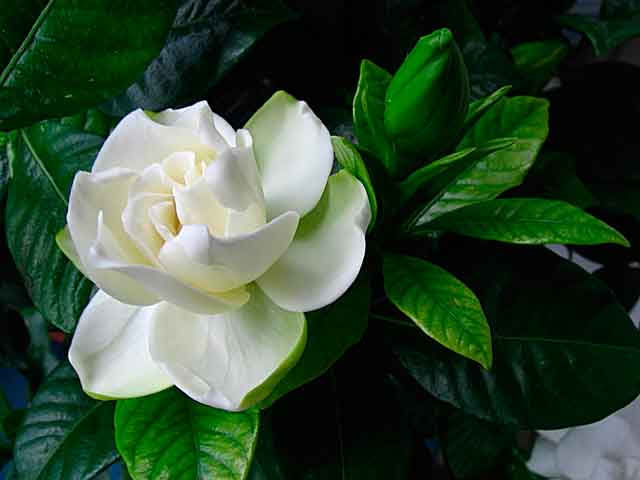 Коварные белые цветы. От любви до неприятия - один год