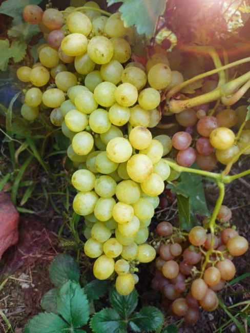 Мускат сверхранний сорт винограда