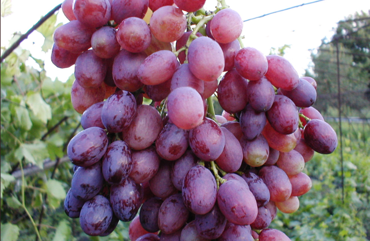 Лучистый сорт винограда