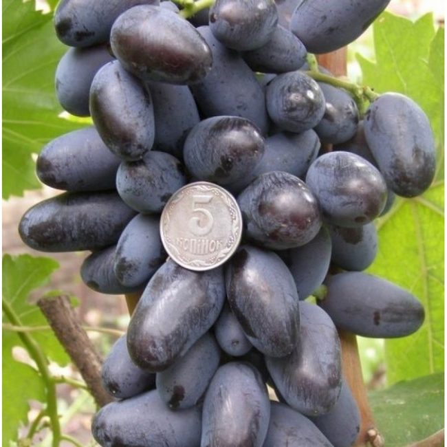 Байконур сорт винограда