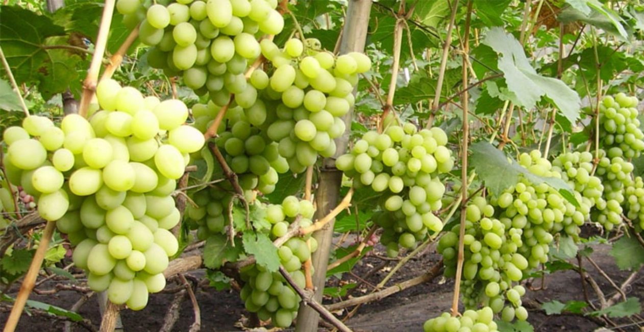 Подарок Запорожью сорт винограда