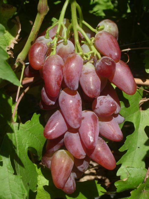 Дубровский розовый виноград