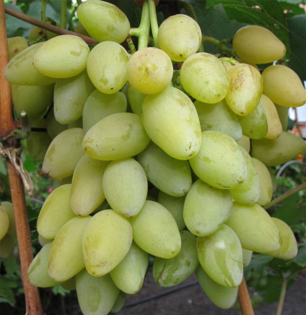 Мускат летний сорт винограда