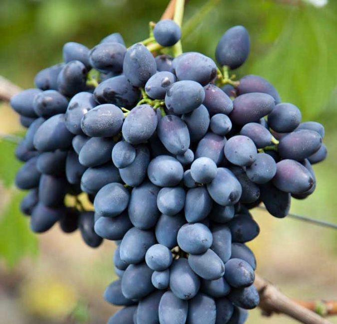 Надежда сорт винограда