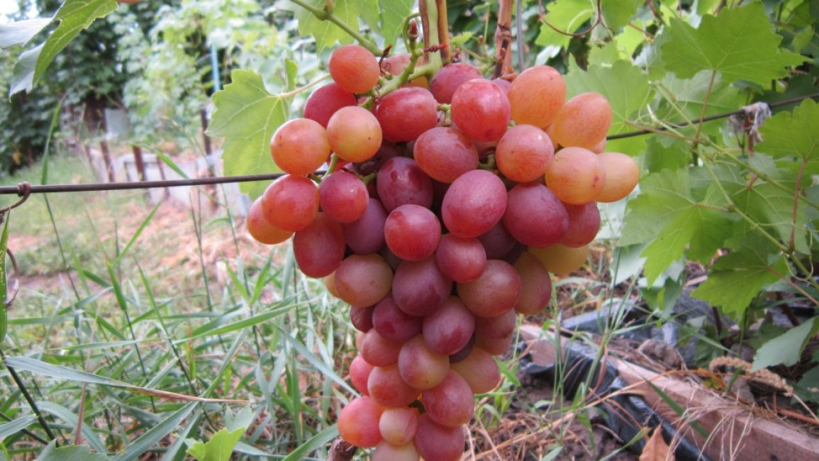 Ливия виноград сорт