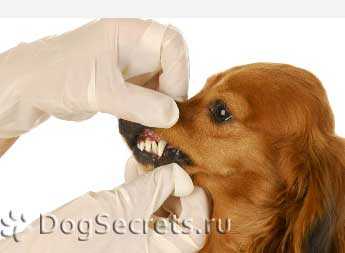 Дезодорант для собак от запаха